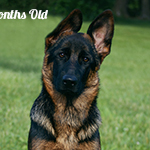 red and black german shepherd puppies for sale near me